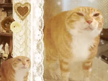 Dou dou  Hello friends, im back! #doudou #cat #catsoftiktok #tiktok #oyeoye #oye #meme 