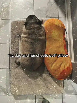 just a girl and her cheeto puff against the world #pug #pugsoftiktok #dogsoftiktok #dog #funny #meme #fyp   
