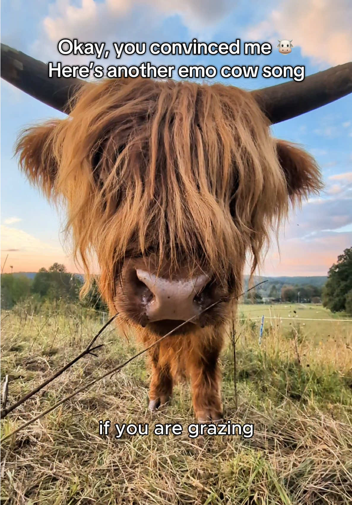 The song is “Beefness” by Jimmy Eat Cow 🐮🎶 Highland coo footage generously provided by Monday the Highland (IG) #emo #highlandcow #musiclovers #jimmyeatworld #2000smusic  CC: @Jimmy Eat World 