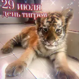 автор идеи @байт #29июля #день #тигра 