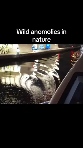 #dontburnthedesignerr #fyp #ddg #nature #anomolies #water #yacht 