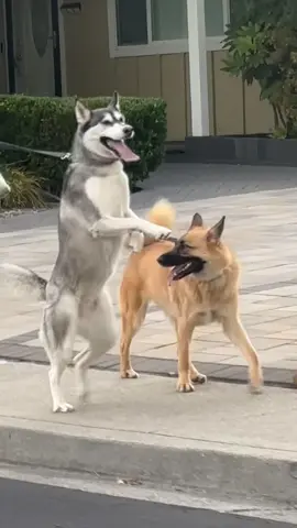 Back at it #crazydog #huskylife #huskysoftiktok #fyp #funny #funnyvideos #trending #trendingvideo #dogtiktok #dogs 