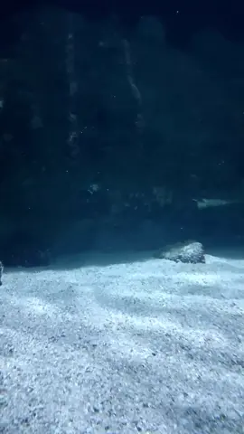 le poisson me fixer  #poisson #foryou #houmour #aquarium 