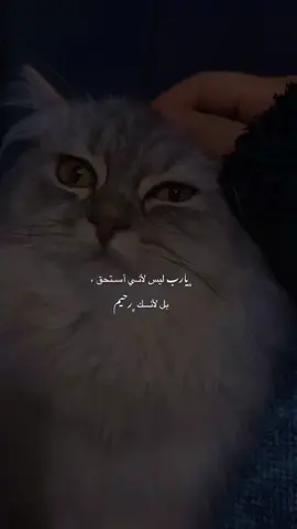 #قرآن #ادعية #quran #instagram #قطط #عبدالرحمن_مسعد #سوريا