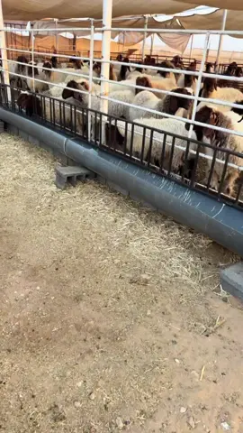 #زناقة_اغنام🐑 #يوم_طويل😮‍💨 