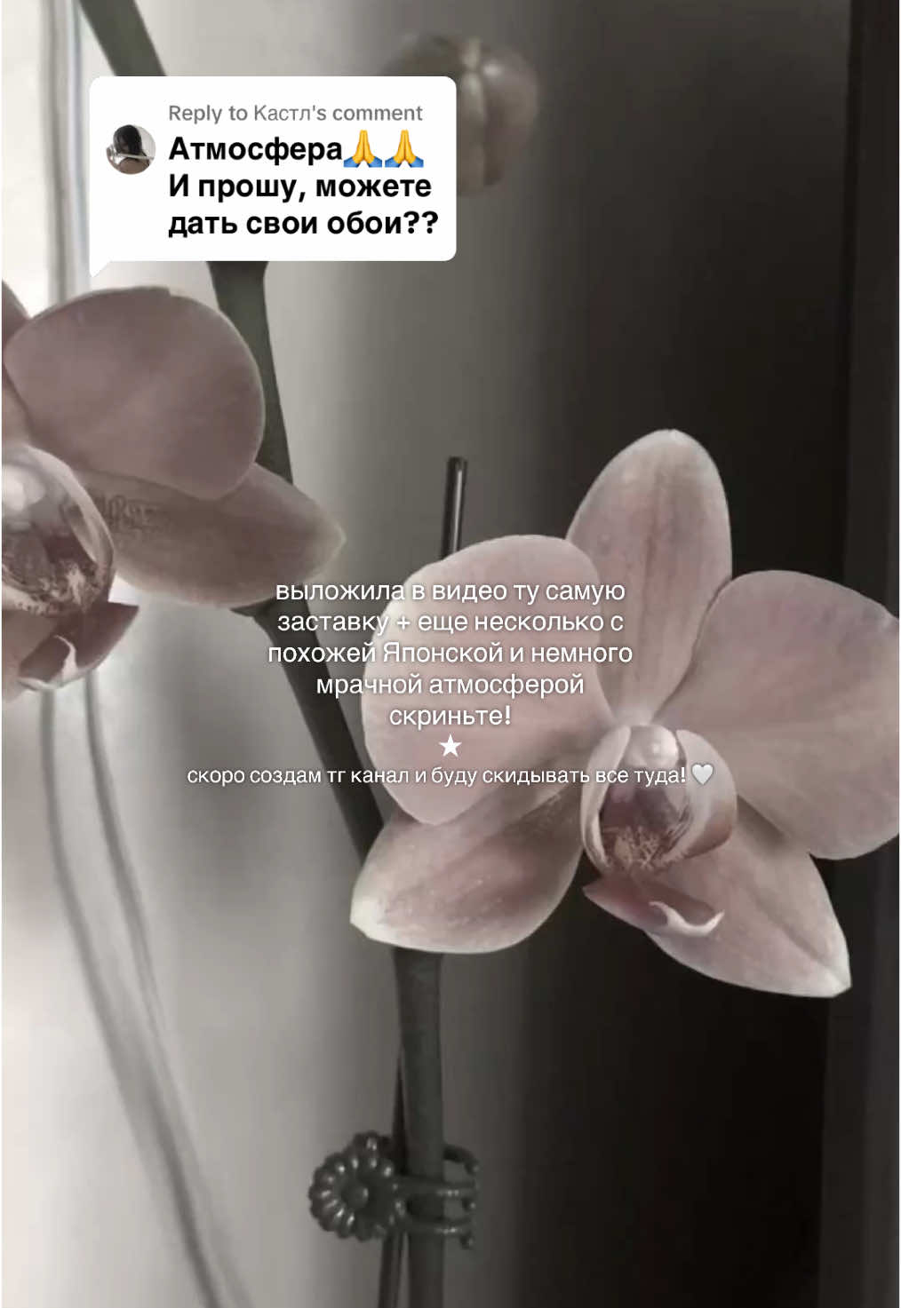 Replying to @Кастл  Не могу никак иначе поделиться обоями тут, но скоро создам тг, чтобы делиться там с вами подобным и артикулами вещей ᯓ★ . #япония #обоинателефон #обоидлятелефонаэстэтика #японскаяэстетика 