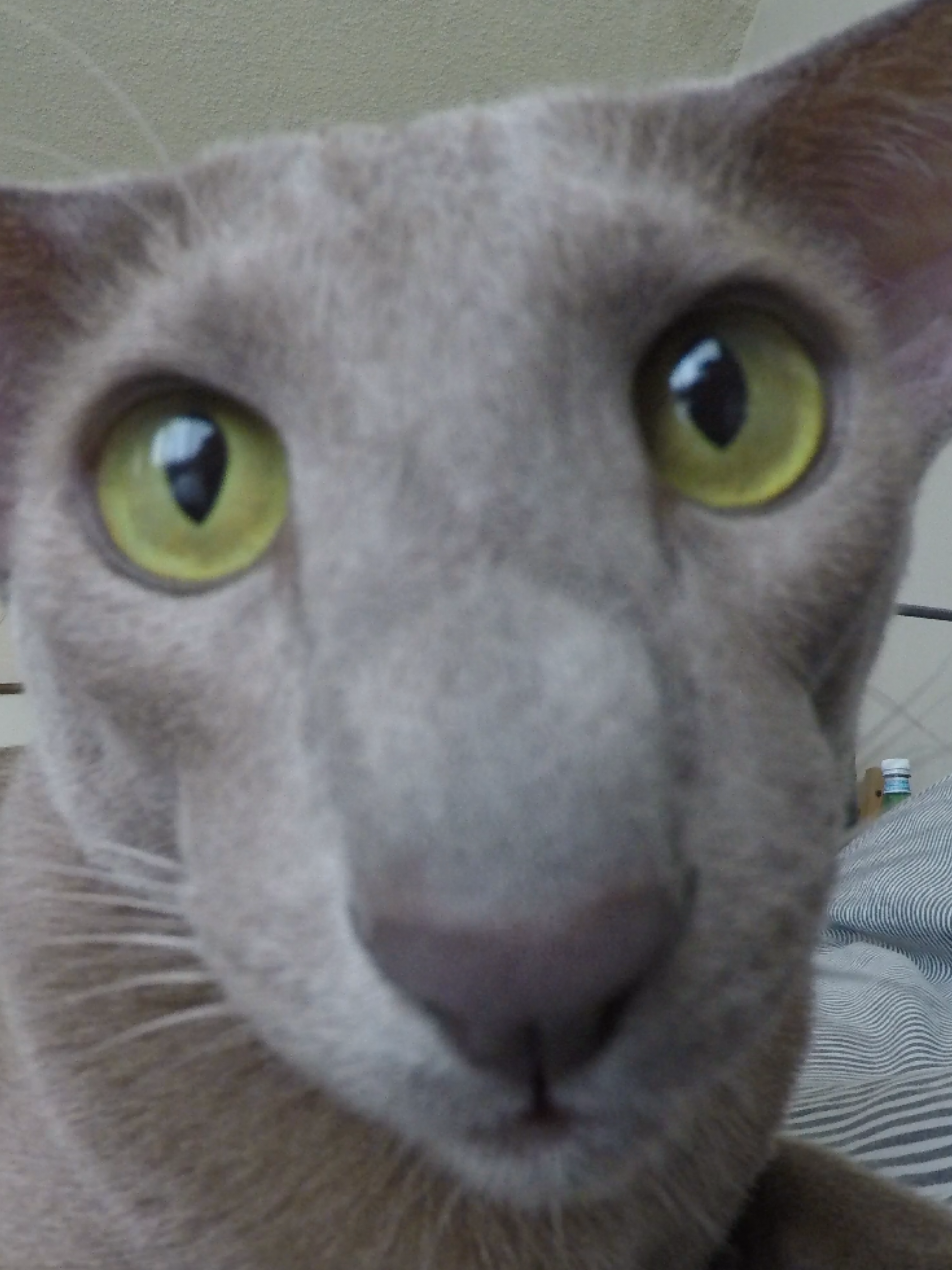 👀👽 #orientalcat #orientalshorthaircat #fyp #PetsOfTikTok #viral #dobbycat #beautifulcat 