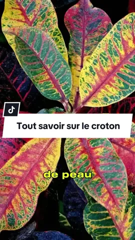 Pourquoi tout le monde plante du croton devant sa maison (et vous devriez aussi) Pour vos plantes (+225) 0173838463 #pourtoi #fyp #germeo