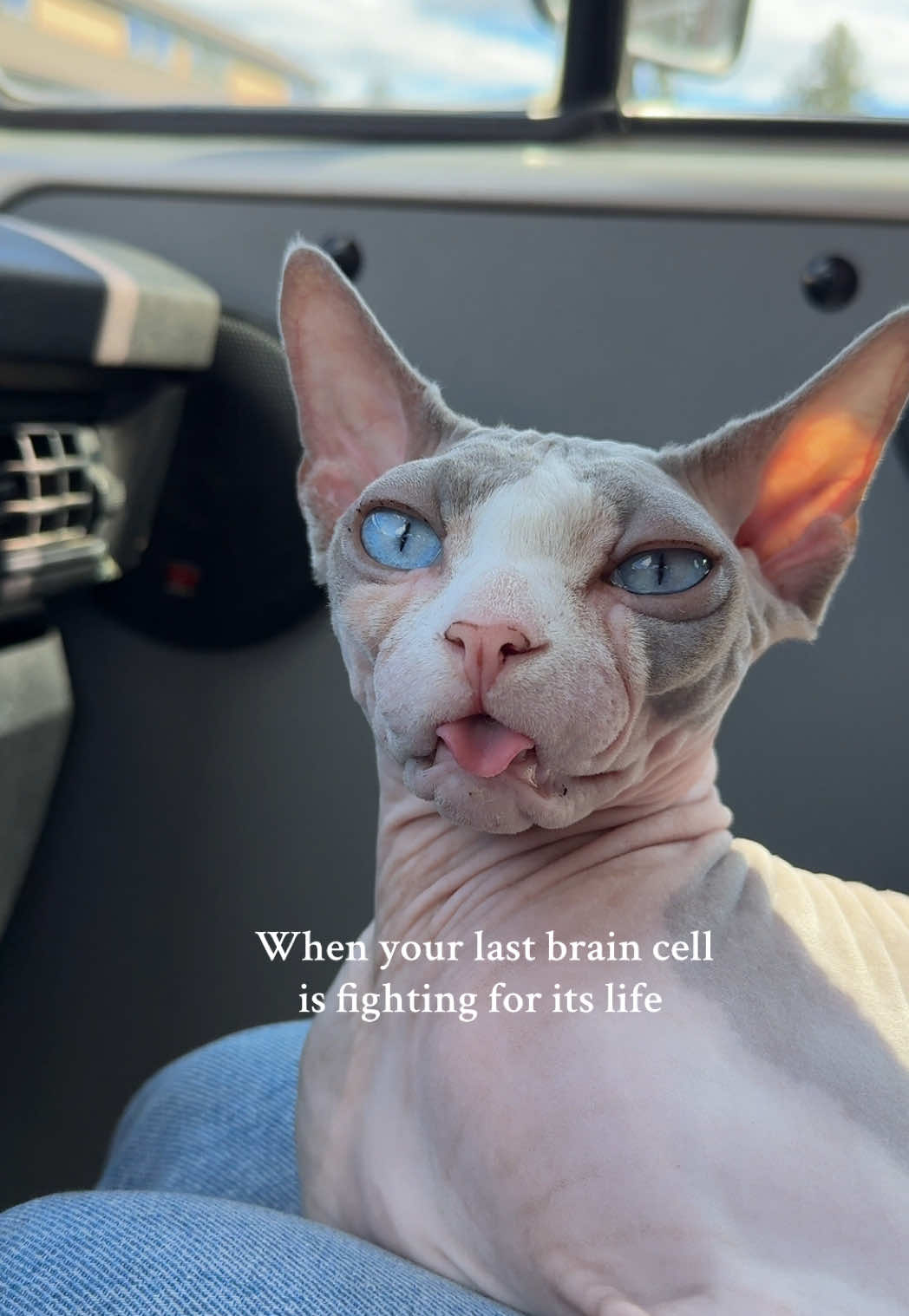 Worlds longest blep?👅 #sphynx #pets #catsoftiktok #blep 