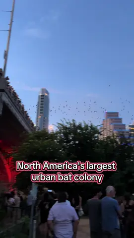 The bridge has roughly 1.5 million bats who eat 10,000-30,000 pounds of bugs per night! #bats #austin #texas 