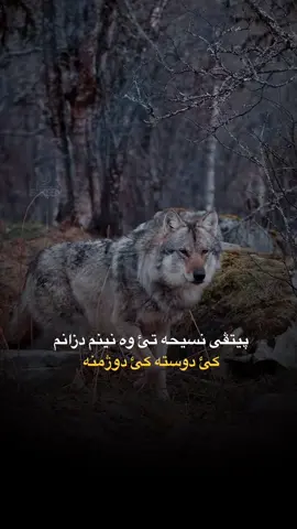 #fyp  #kurdistan  🔥😍