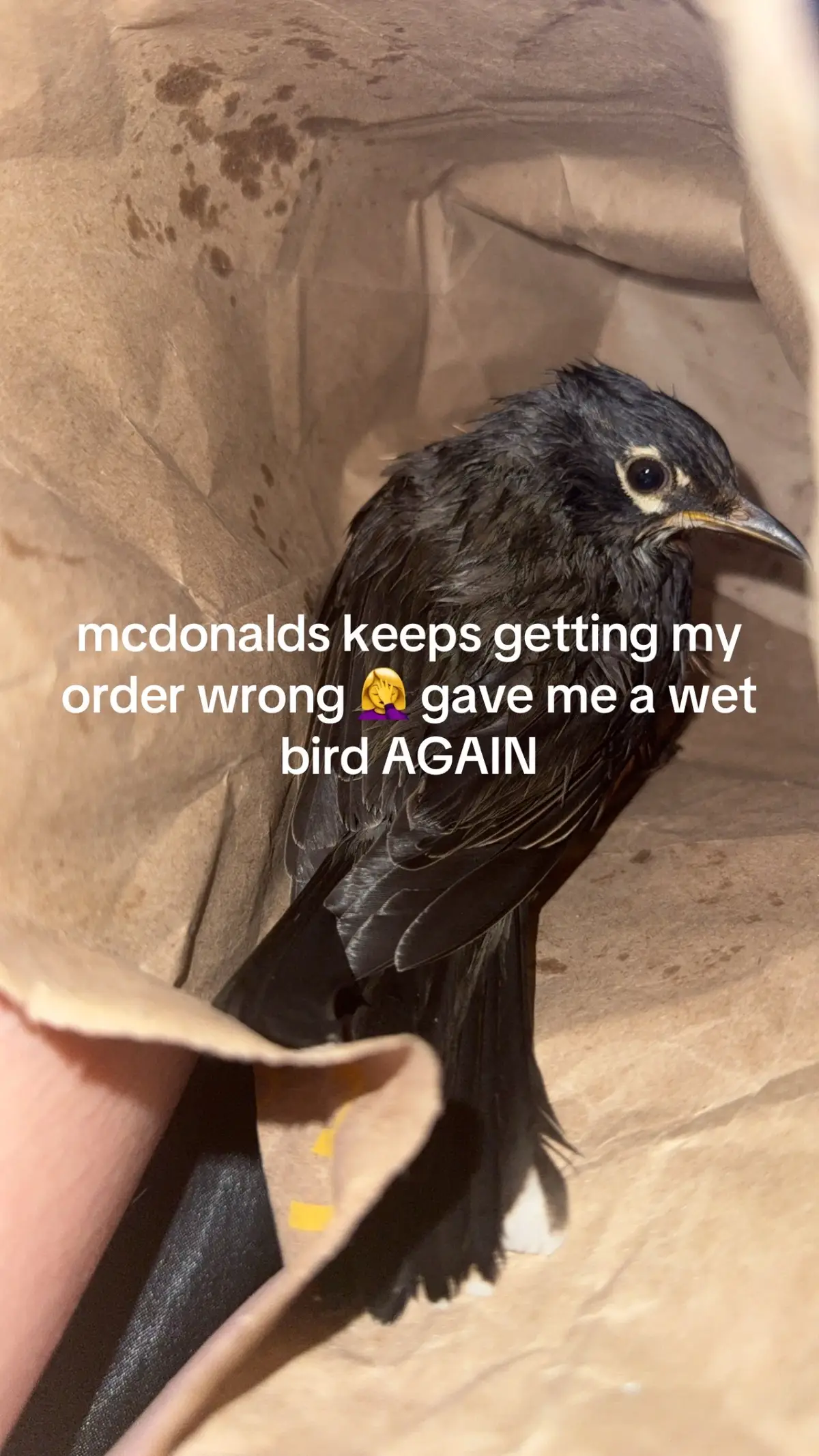#mcdonalds #bird  #fyp #viral 