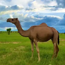 من كنوز الأدب الحساني الموريتاني..#الأدب_الحساني #الشعر_الحساني #تراث_موريتانيا #الثقافة_الموريتانية #لهجتنا