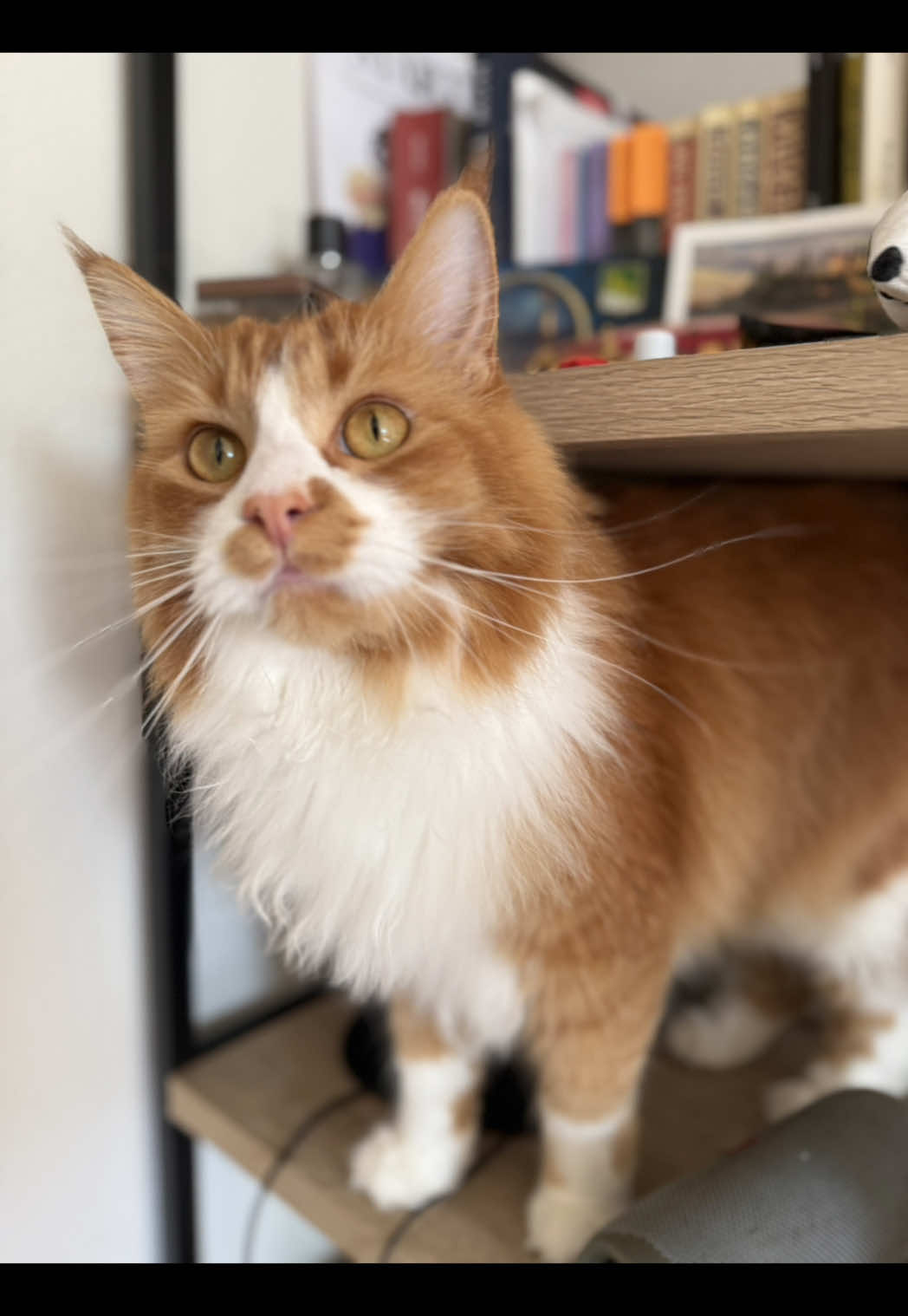 Tiger Lion🦁😻🐈 #cat #redkitty #animals #cute #california #usa #sweet 