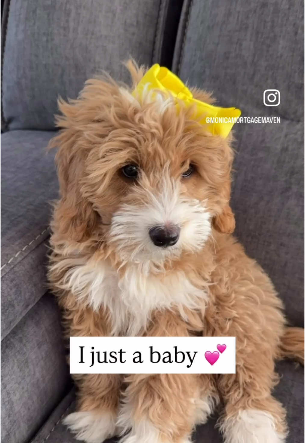 My mom is confused 🐶 . . . #iamjustababy #doodle #doodledog #dogsofinstagram #doggo #dogmom 