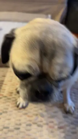 🤣 creo que se molestó. #pugs #dogs #humor 