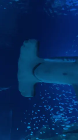 big hammerhead girl @Georgia Aquarium #georgiaaquarium #hammerhead #atlanta #sharkweek #jet2holidays 