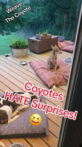 Weave The Coyote gets a SURPRISE! #cute #animals #cat #dog #pets #pet 