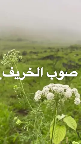حان السفر يا أهل الوفا حان ✈️ #نادر_الشراري @نادر الشراري #أكسبلور #شيلات #خريف_ظفار #خريف_صلاله 