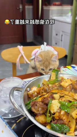 #cute #cat #funnyvideos #funny #catsoftiktok #fyp 