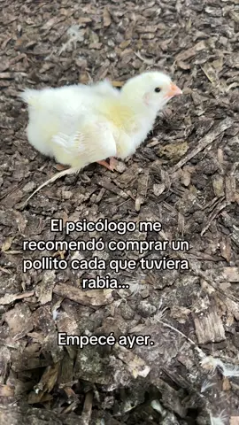 #veterinaria #avicultura #avicola