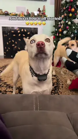 #puppytiktok 