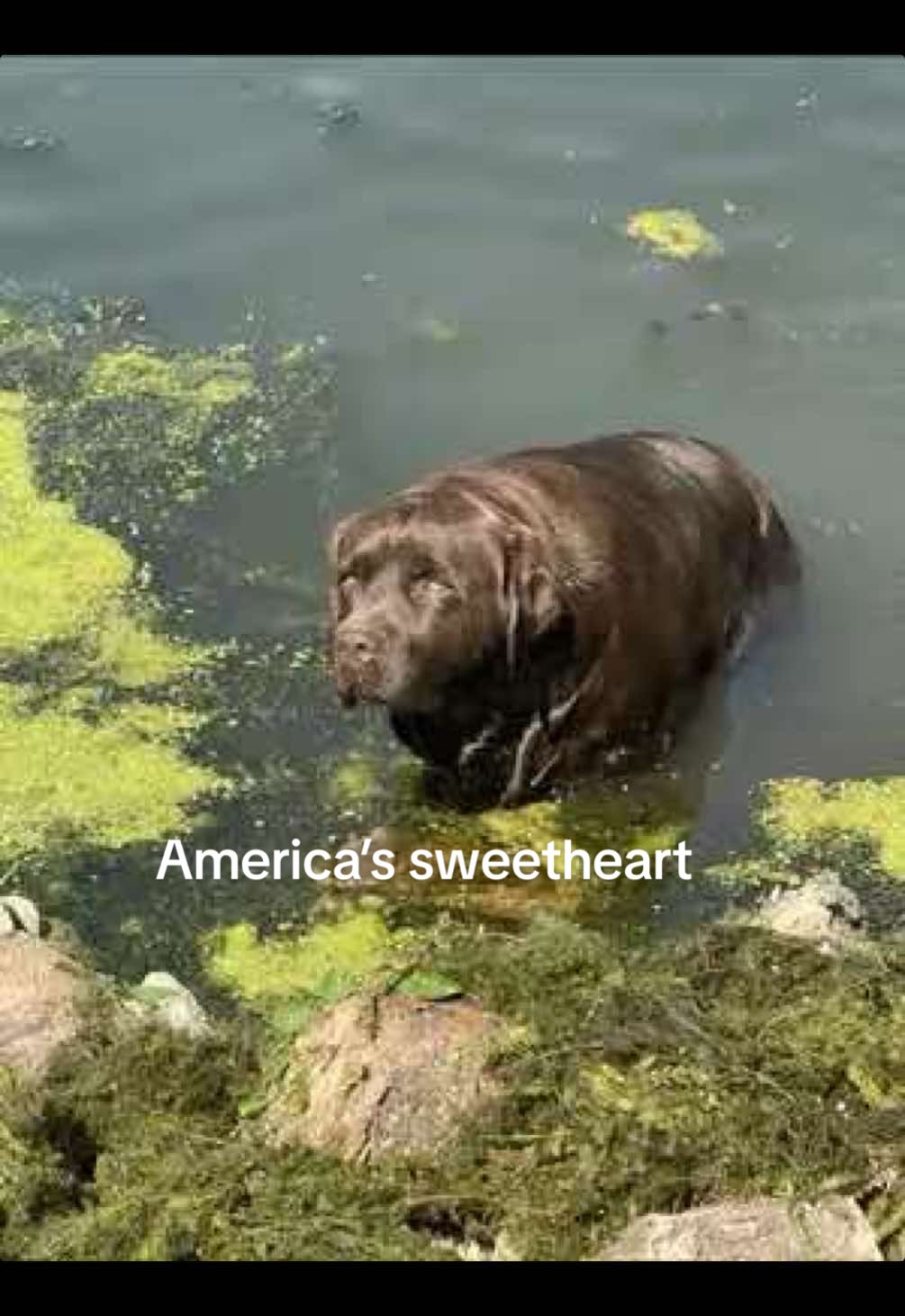 The people have spoken #dogsoftiktok #chocolatelab #fentysuperbrandday #labrador #dogtok 