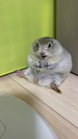 ポッテリ ピコ🐿 これでも私はリスなの☺️ #リチャードソンジリス 