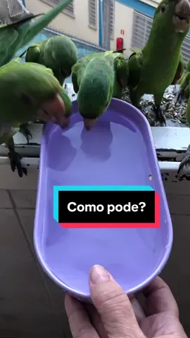 Eles fizeram coreografia para tomar água!😂💦🦜🦜 #aves #natureza #pássaros #birds #aveslivres 