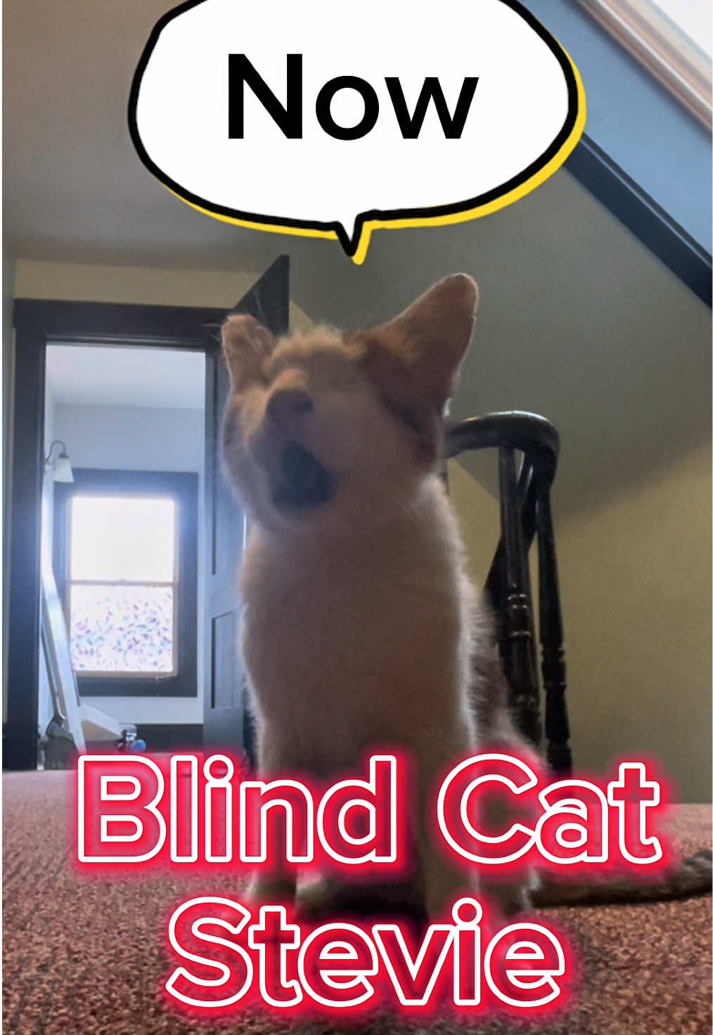 Stevie… all the time. #steviecat1 #cat #catlover #animalsoftiktok #fyp #catsoftiktok #animallover #cattok 
