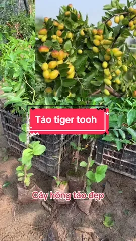 Cây hồng táo tiger tooh cây ghép nhanh trái #giaretaiday #cayhongtao #xuhuong #caytaotau 