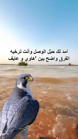 #في هذا اليوم 
