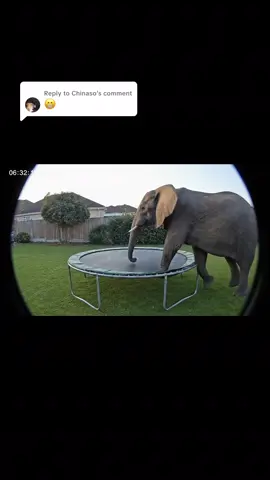 Replying to @Chinaso I can’t believe it… 🐘🎥 Something actually happened the day before the rabbits incident 😳 I’ve just been going through the footage and found this… An elephant casually testing out our backyard trampoline at sunrise. It does a few small hops, checks the bounce… then just walks off like it was no big deal. What is going on lately?? 🎥 AI security cam footage — still trying to process it. #Eleph#ElephantOnTrampolineh#CaughtOnCameray#BackyardMysteryr#SecurityCamFootagel#WildlifeCheckInpolineTesting #trampolinebunnys 