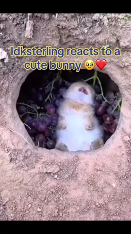 How wholesome #idksterling #bunny #meme