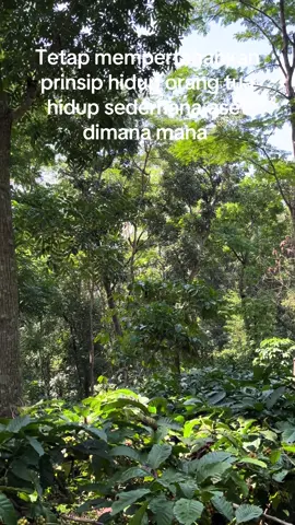 Allahuma🙏🏻#petanitemanggung🇮🇩🇮🇩🇮🇩🌿🌿 #temanggung24jam #kopitemanggung #petanikopi #petaniindonesia🇮🇩🇮🇩🇮🇩🌿🌿 #kopirobusta #kopirobustatemanggung 