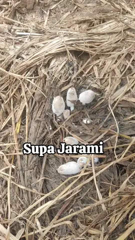 Jamur padi Snack jamur Mantull  #Jamur #fyp #jamurpadi #snackjamur #snack 