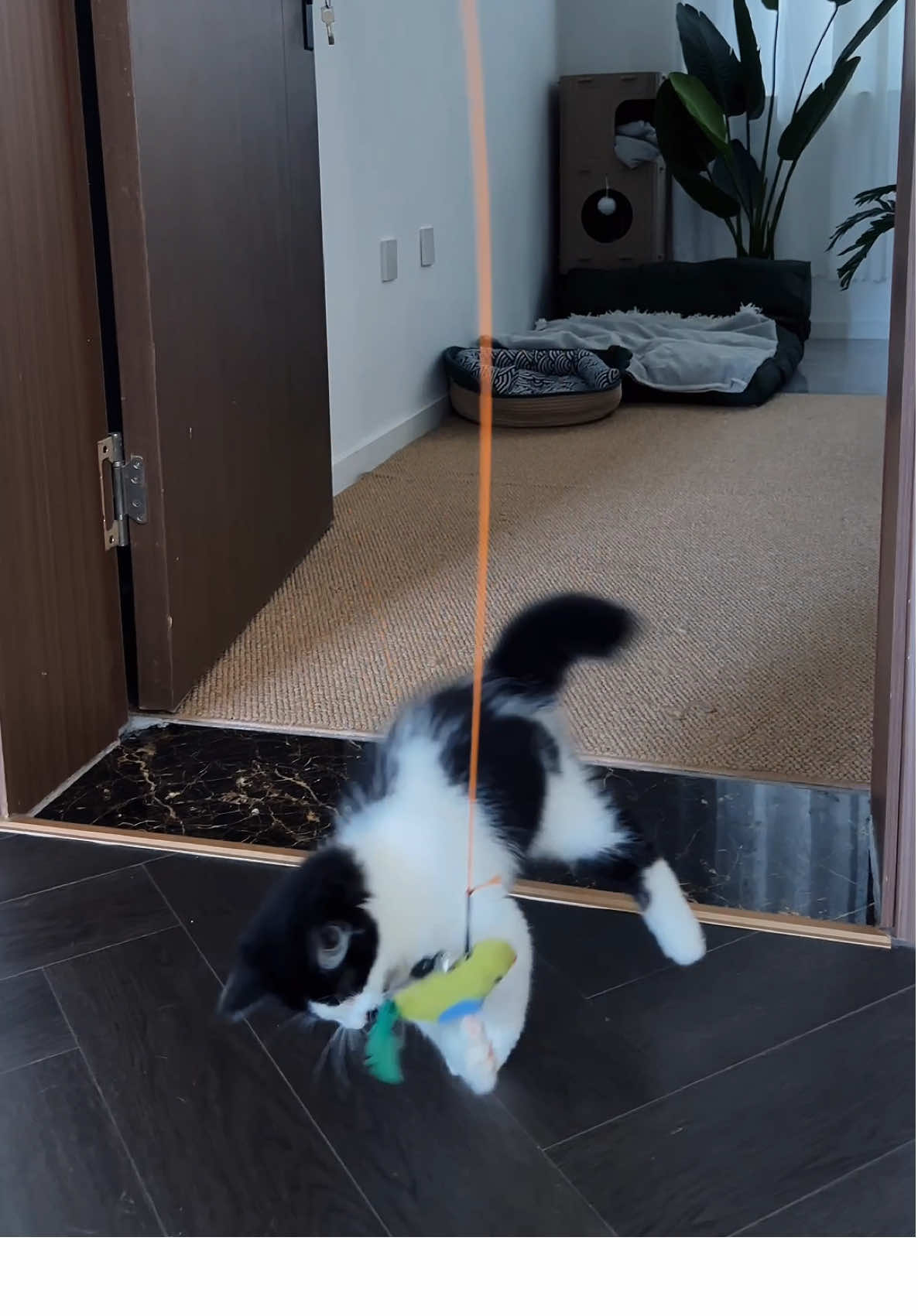 First time seeing a toy that can keep a cat entertained all day!#interactivetoy#responsivetoy#cattoys#Pettoys#Toys#cat#catlover