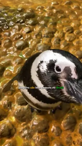pinguins são fofos visitantes aqui no Brasil! #biologiamarinha #biologia #curiosidades #aprendanotiktok #pinguin #creatorsearchinsights 