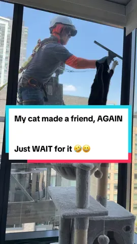 Welp!! Taz back to making a new bestie hahhaha 😂😂🤣🤣 you’re gonna have to watch this LOL 🐈‍⬛😻 #catsbeingfunny #catsoftiktok #tiktokcats #catsbeingcats #cattok 