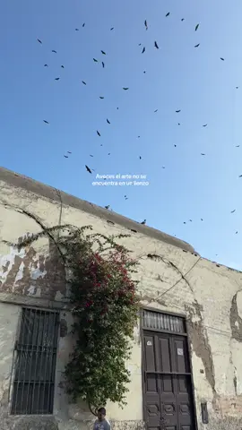 Solo son aves volando  NO, yo veo un gran lienzo de vida 