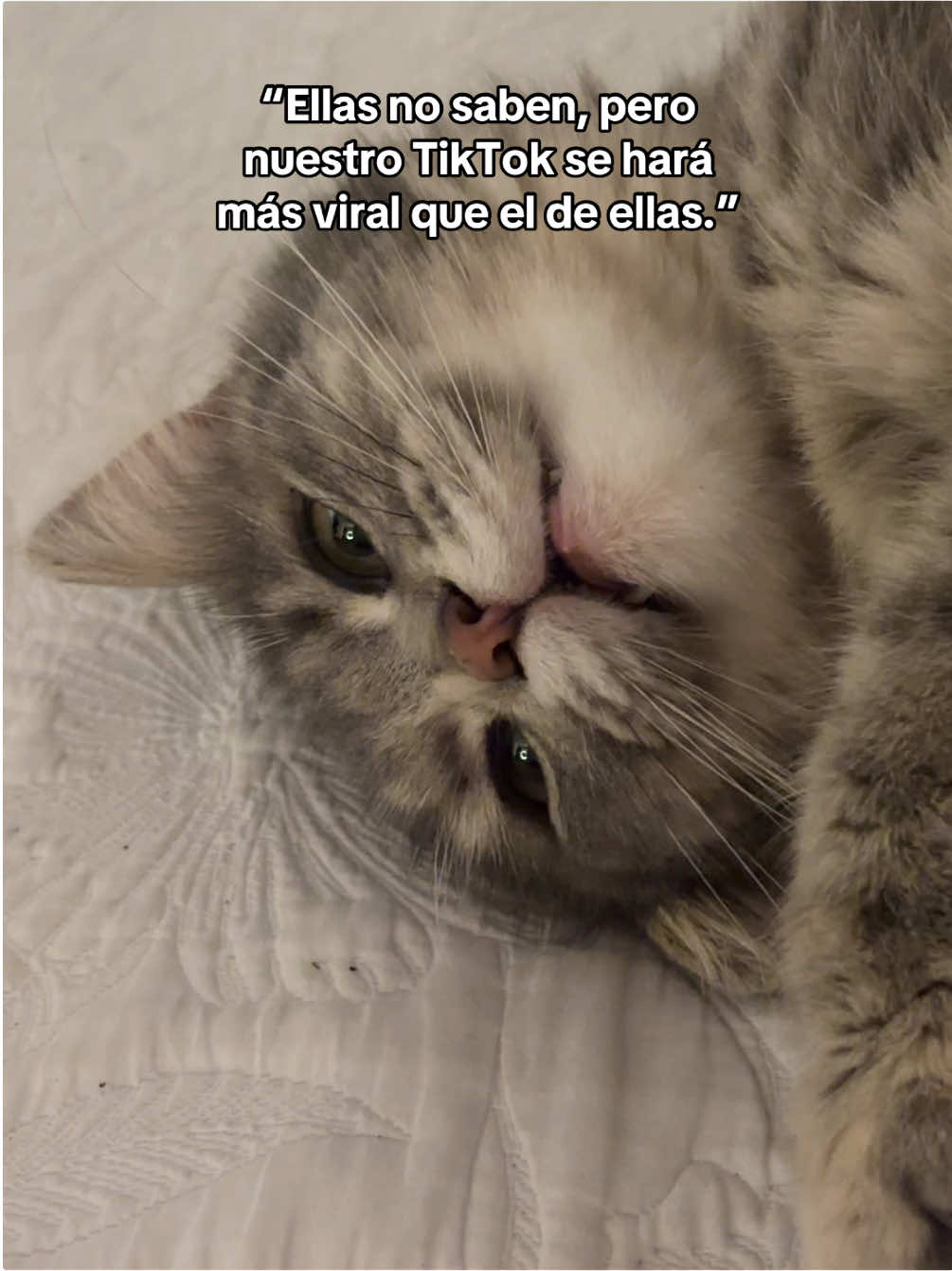 Coreografía aprobada por el gato #fyp #viral #tiktokperu 