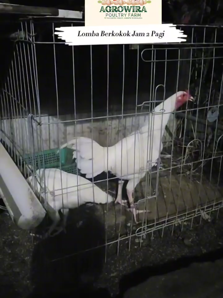Lomba berkokok ayam jam 2 pagi pertanda apa? #ayam #ayamberkokok #ayamberkokokdimalamhari #fyp #ayamputihmulustembus #ayamkintanan #fyppppppppppppppppppppppp 