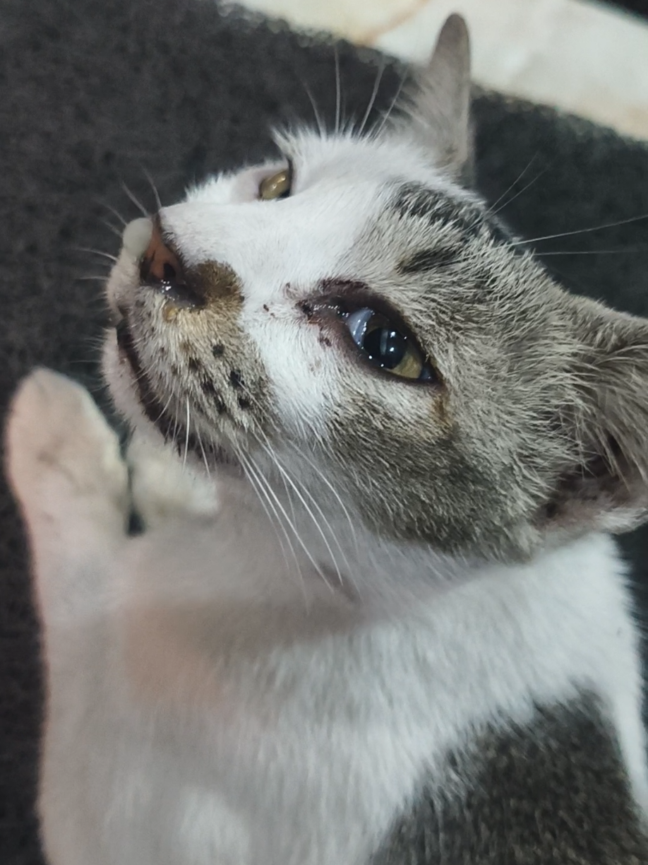 #fyp #viral #kucing 