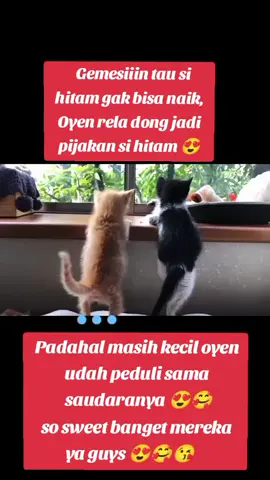 #cat #cats #catsoftiktok 