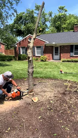 Cutting down a monster #tree #saw #huge #watch #fypシ゚viral 