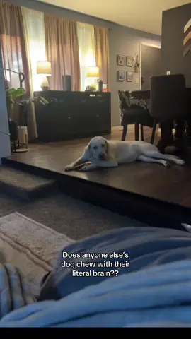 Look at her actual head! I think it’s doing all the work for her! 😂 - #dog #lab #whitelab #funny #gross 