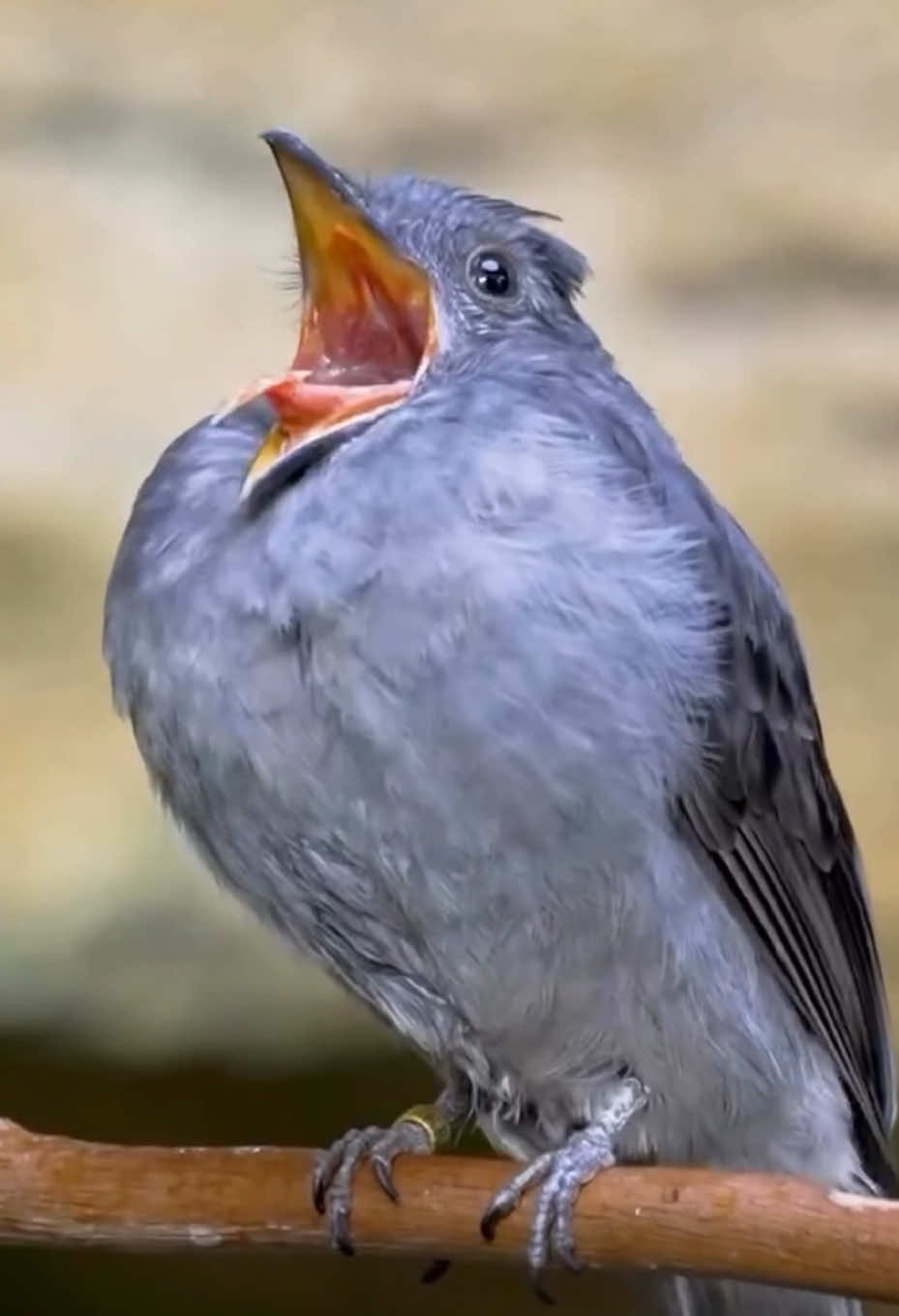 wonderful birds sounds #amazinganimals #birds #wildlife #nature #birdsounds 
