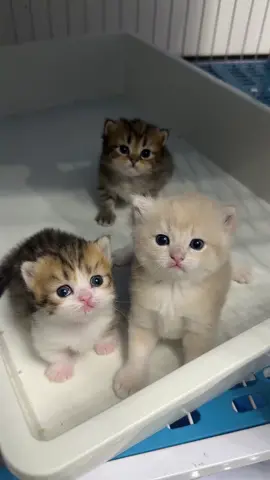 So cute #cat #cats #pet #pets #meow #kitten #kitty #kittycat #kucing #kucinggemoy #kucingoren #kucinglucu #kucingtiktok #catsoftiktok #PetsOfTikTok #catlover #petlover #cattok #fyp #fypage #fyppppppppppppppppppppppp #viral #foryou #foryoupage #tiktok #cute #cutecat #adorable #comel #lucu #Love #lovely #funny #babycat #anakkucing 