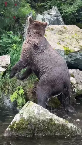 Excited for our upcoming bear viewing season😆 #alaska #fyp #tiktok #brownbear #alaskife #viral #nature 