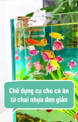 Hướng dẫn chế dụng cụ cho cá ăn chỉ từ chai nhựa bỏ đi 🥰#cacanhthuysinhtmb #dungcuchocaan #xuhuong 